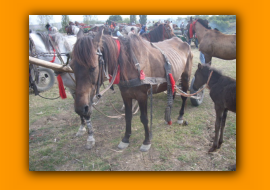 equi_201_20195_Prv