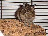 degu102